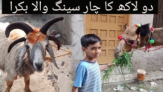 Bohat Hi Khoobsurat 4 Seeng 🤘 Wala Bakra 🐐 - 4 Horned Goat - Viral Horns Goat - 3mbvlogs