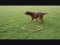 Hoop Tricks with Brandy by WWW.TRICK-DOG-TRAINING.CO.UK