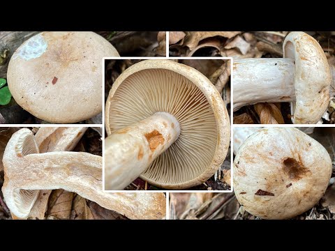 Fleischblasser Milchling, Falber Milchling, Blasser Milchling, Lactarius pallidus | Pilzportrait