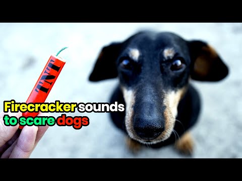 Firecracker Sounds to SCARE Dogs