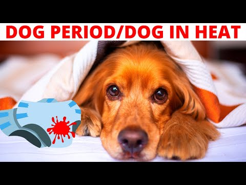 How to know if your dog is on her period? Everything about dog heat