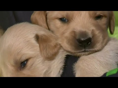 Saturday, May 1, 2021 All 4 Pets segment