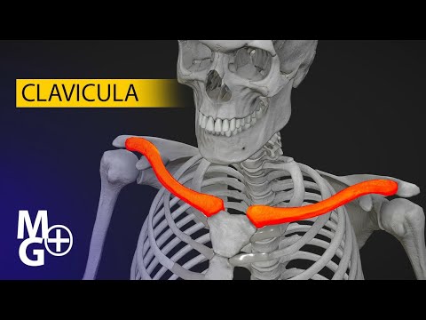 CLAVICULA 3D (Curs de Anatomie)