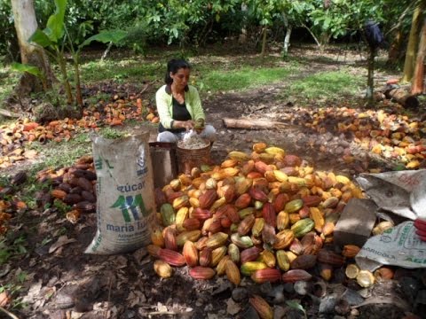 Rasgos de la Producción de Cacao en Arauca - TvAgro por Juan Gonzalo Angel