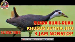Download lagu SUARA PIKAT  RUAK-2  BETINA PALING AMPUH TERBARU DURASI 3 JAM MANTEP 100% POINT LANGSUNG BAWA PULANG mp3