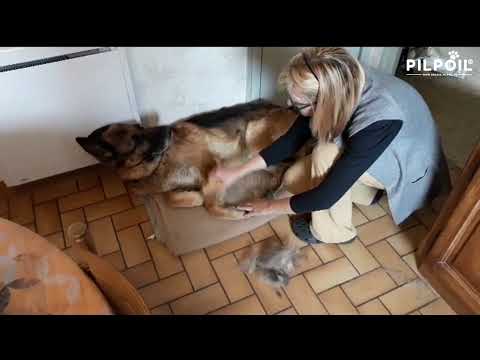 Vidéo client chien poils longs 6