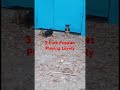 3 Cute Puppies Playing Lovely WhosThatDog PetLover FamilyDog Hamyandolivia CuteAnimals Nature Fun