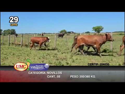 Lote 55 Novillos en Empedrado, Corrientes