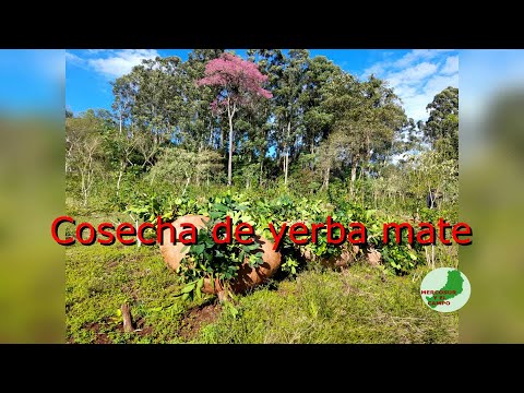 Poda de yerba mate I Poda de limpieza, formación y cosecha 🧉