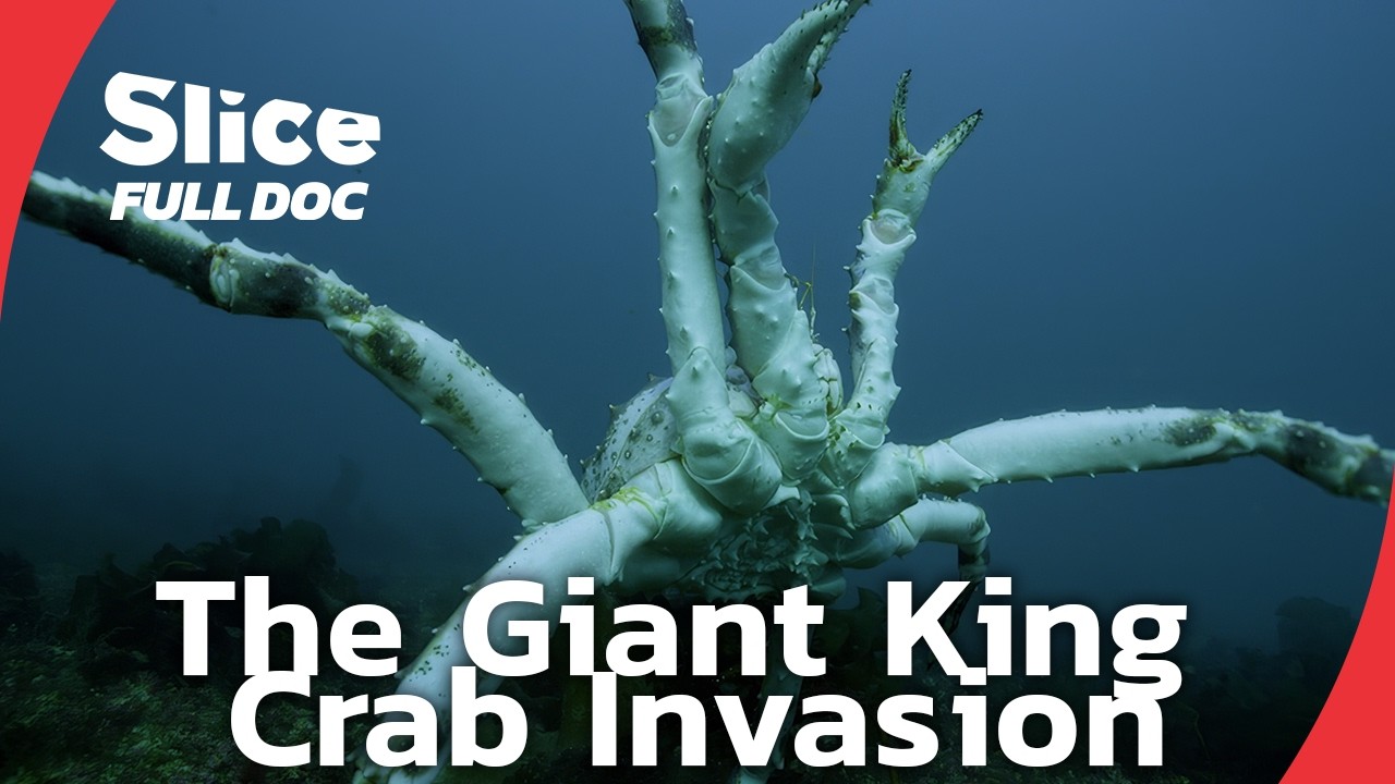 Giant King Crabs Threaten Europe's Arctic Waters | FULL DOCUMENTARY