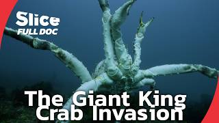 Giant King Crabs Threaten Europe's Arctic Waters | FULL DOCUMENTARY