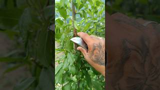 Summer Prunning in Plum tree  First Time !!