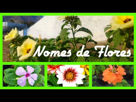 , title : '+200 nomes de Flores com fotos populares/colorir seu jardim'