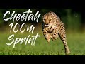 Cheetah 100m Sprint San Diego Zoo Safari Park