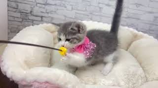 マンチカンの動画01