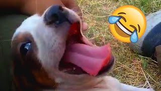 Funny Pet and Animal Videos of the 2024