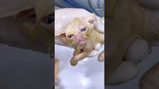 cleaning Dirty kitten change  into cute one 🥰 #asmr #asmrvideo # cleaningasmr #satisfyingasmr