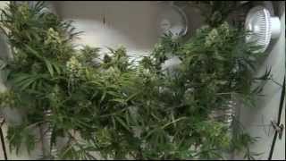 How I Grow Weed - Nutrients - PH - Rockwool - Growing Marijuana Indoors