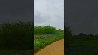 Download lagu Beautiful Texas bluebonnet flower #music #beautiful #flowers mp3