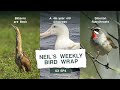 Bitterns are Back, A 46-year-old Albatross, and Siberian Rubythroats| E4