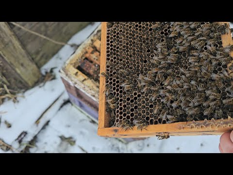 Wenn der Imker versagt ! 