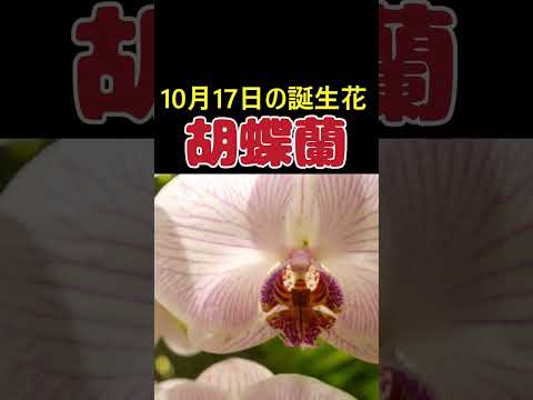 園芸 台湾蘭、プレイオネ