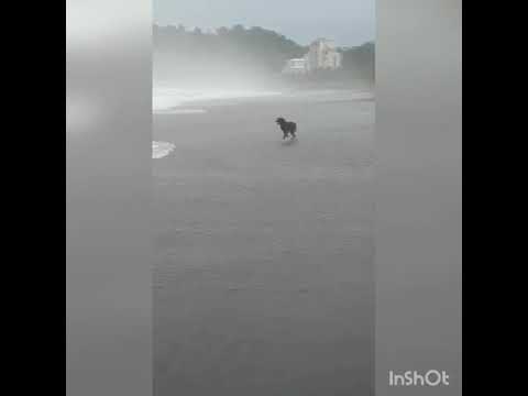 Dance Monkey 18 idiomas diferentes (Travys Kim❤)