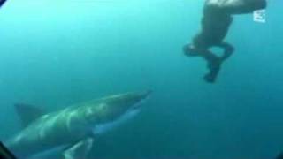 Swimming With Great White Sharks