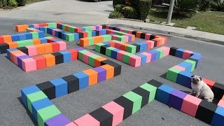 CRAZY FOAM PIT MAZE FOR MY DOG!! (DID HE FIND HIS WAY OUT?) | FaZe Rug