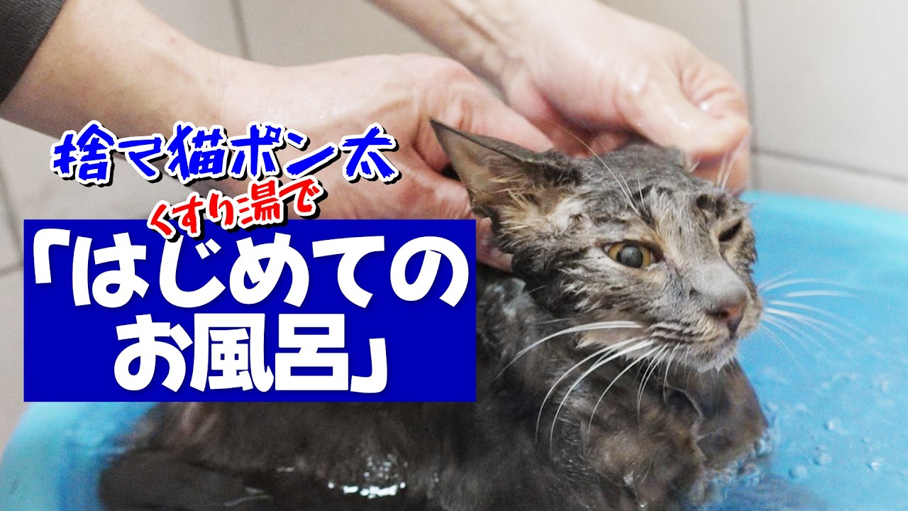 「捨て猫ポン太」保護してはじめてのお風呂 #保護猫 #ねこ #cat