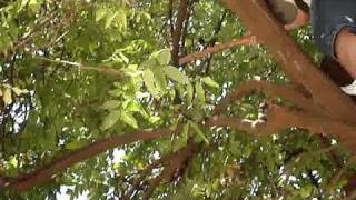 Ed-JANE: a mulher do Tarzan??? - Parte 2