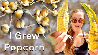 I Germinated Popcorn Kernels and Grew Corn