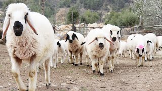 cute sheep sound, Farm Animals for children