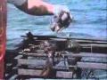Classic Sesame Street Film Lobster Fishermen8
