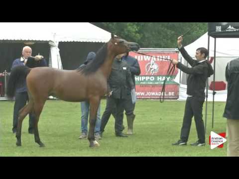 N.131 VALIDORO - Bruges 2016 - Yearling Colts (Class 102B)