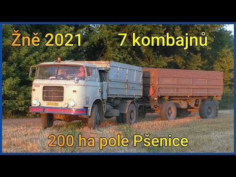 VELKÉ ŽNĚ 2021 - 200 ha pole Pšenice / BIG WHEAT HARVEST - 200 ha field | 7 kombajnů v nasazení