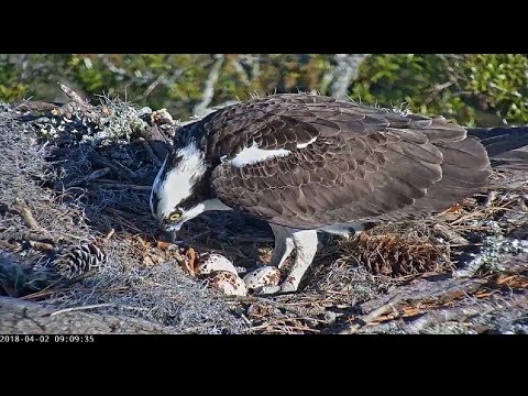 Scarlett &  Rhett switch off with incubation, Skidaway Ospreys 2018 04 02 07 49 24 400