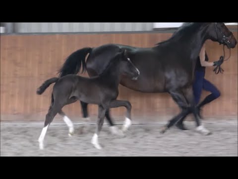 *2022 Hengst von Shu Fu - Fidertanz SOLD!!!