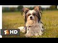 A Dog's Journey (2019) - Boss Dog's Trick Scene (8/10) | Movieclips