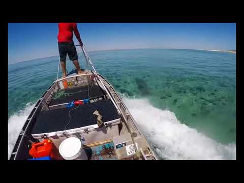 Yor turtle hunting sesh lessgoo 🥓