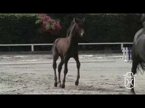 NF022 Hengstfohlen von Rock Forever I   Ramirado   Alasca