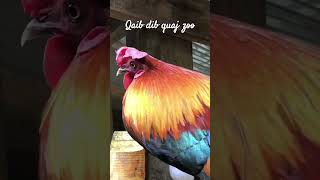 Download lagu qaib dib quaj zoo 2024-2025 mp3 Download lagu qaib dib quaj zoo 2024-2025 mp3