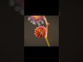 Tiny pleasing carnivorous sundew grabbing its food #carnivorousplants #sundew #timelapse