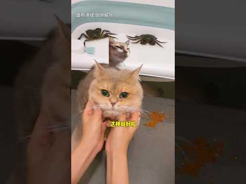 闺蜜为什么要把螃蟹卵倒掉啊，而且已经长得有这么大了#猫 #lucky #cat #萌寵 #cute #funny #日常 #shorts