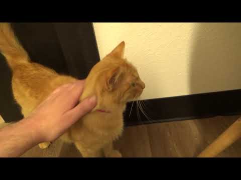 Dew, Fanta, Pepper and Sprite from Tacoma's Catffeinated cat cafe