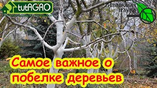 ВСЁ, ЧТО НУЖНО ЗНАТЬ О ПОБЕЛКЕ ДЕРЕВЬЕВ! Чем, когда и как белить деревья. Лече?
