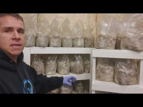 King Trumpets- how to grow King Trumpets like a pro