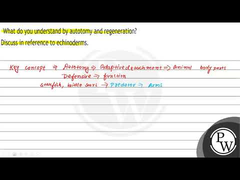 What do you understand by autotomy and regeneration? Discuss in reference to echinoderms.