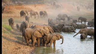 Zakouma National Park - Chad : Overview