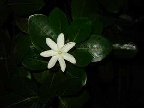 Te ava piti - Pahoho